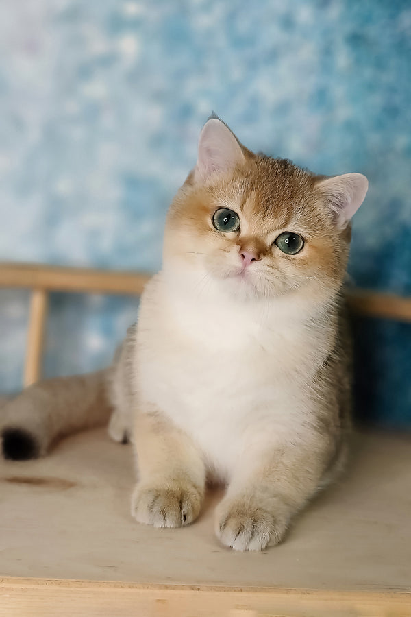 Jaclin | British Shorthair Kitten