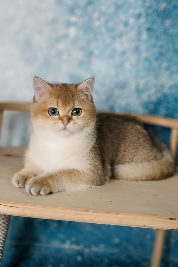 Jaclin | British Shorthair Kitten