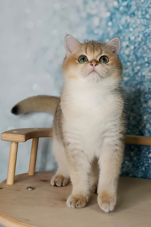 Jaclin | British Shorthair Kitten