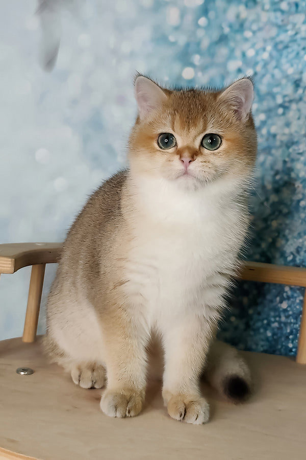 Jaclin | British Shorthair Kitten