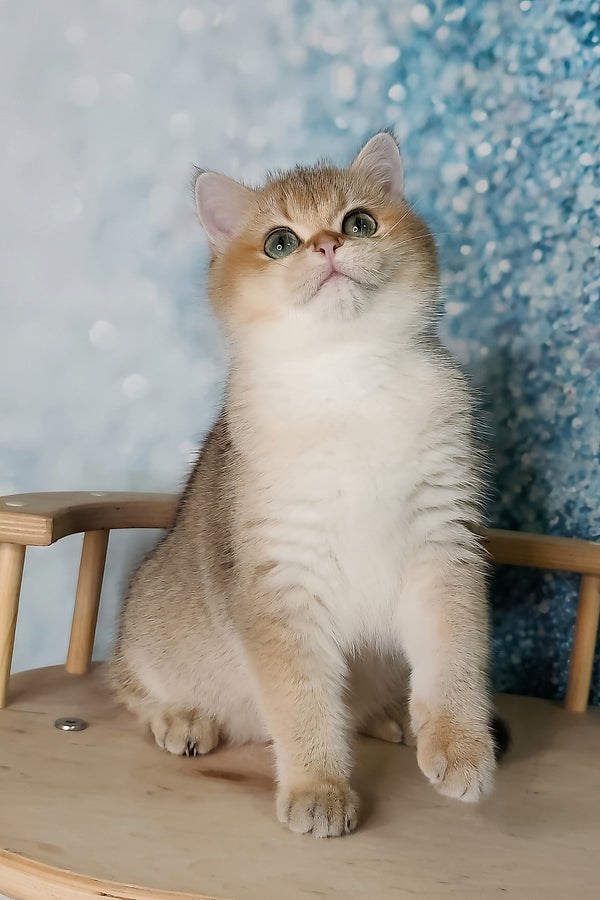 Jaclin | British Shorthair Kitten