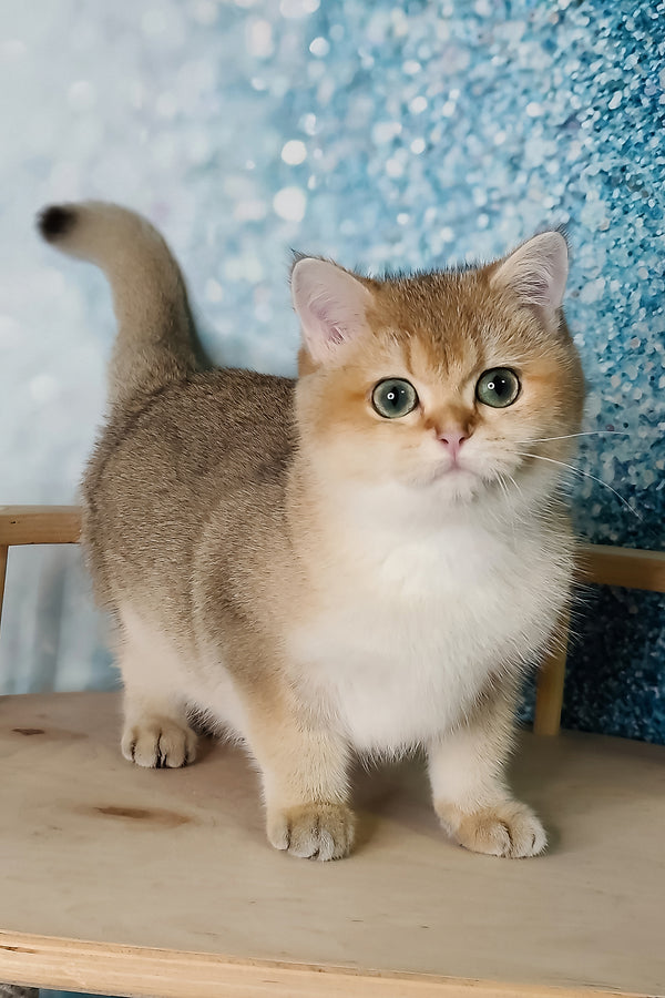 Jaclin | British Shorthair Kitten