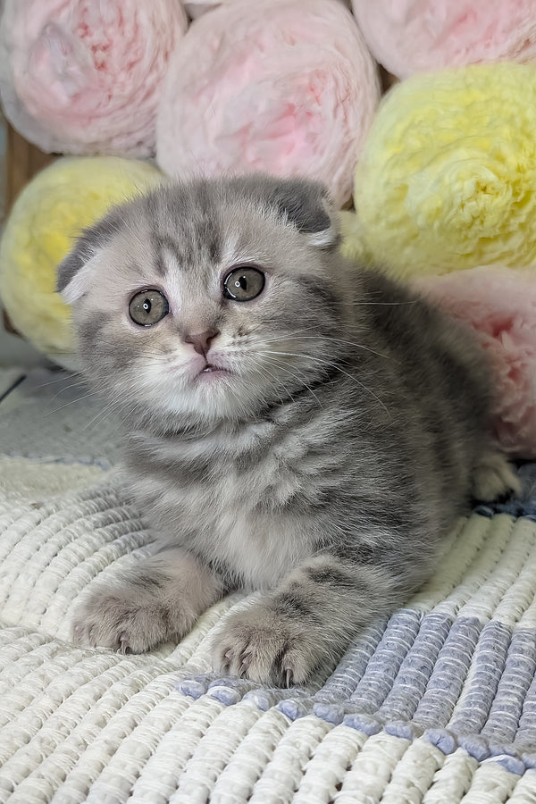 Cherry | Scottish Fold Kitten