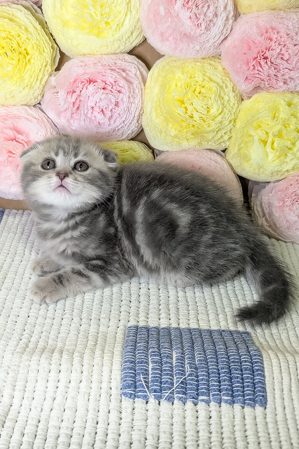 Cherry | Scottish Fold Kitten
