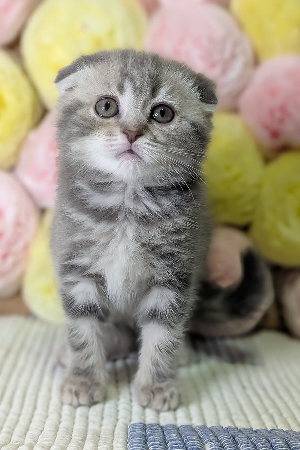 Cherry | Scottish Fold Kitten