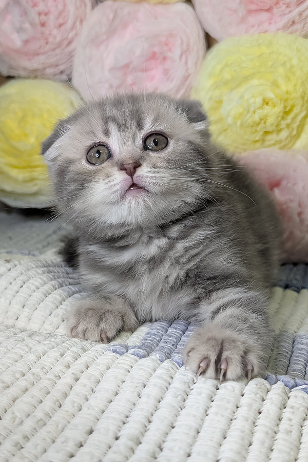 Cherry | Scottish Fold Kitten