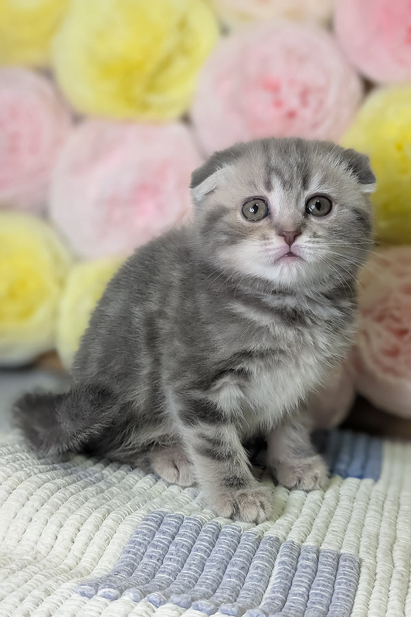 Cherry | Scottish Fold Kitten