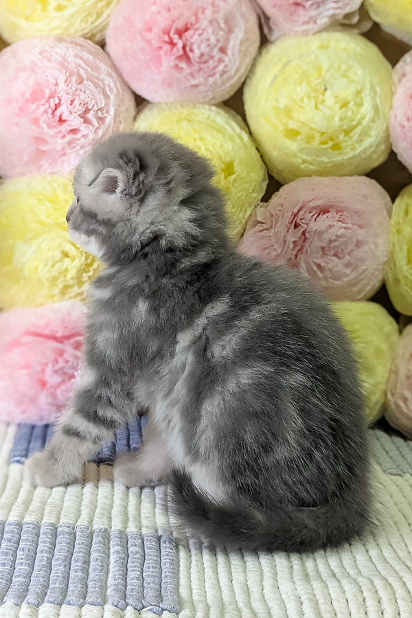 Cherry | Scottish Fold Kitten