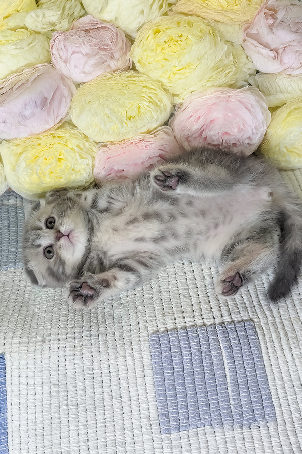 Cherry | Scottish Fold Kitten