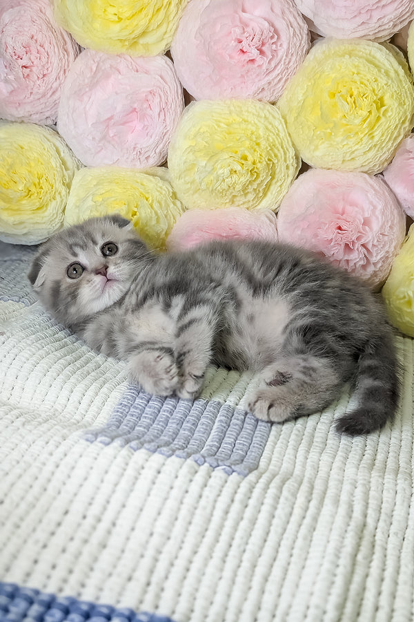 Cherry | Scottish Fold Kitten