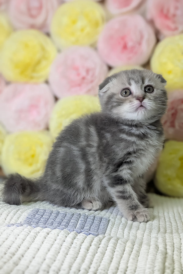 Cherry | Scottish Fold Kitten