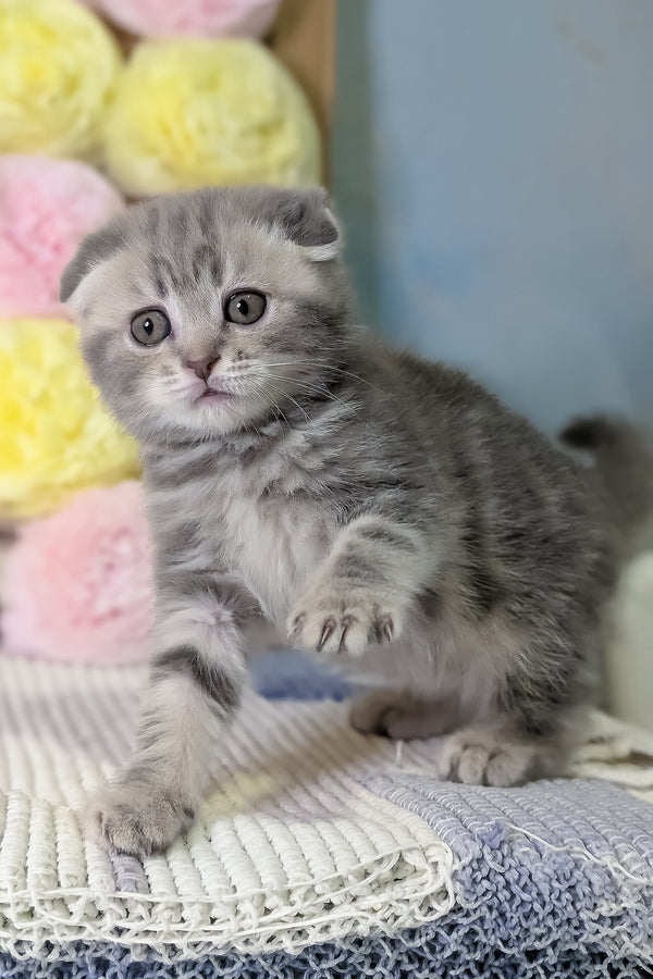 Cherry | Scottish Fold Kitten