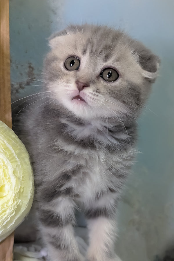 Cherry | Scottish Fold Kitten