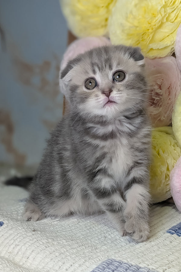 Cherry | Scottish Fold Kitten