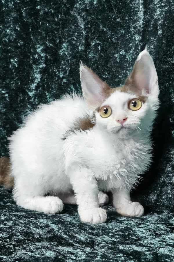 Caitlin | Devon Rex Kitten
