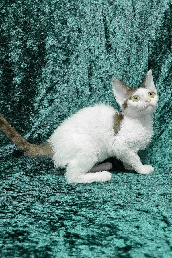 Caitlin | Devon Rex Kitten