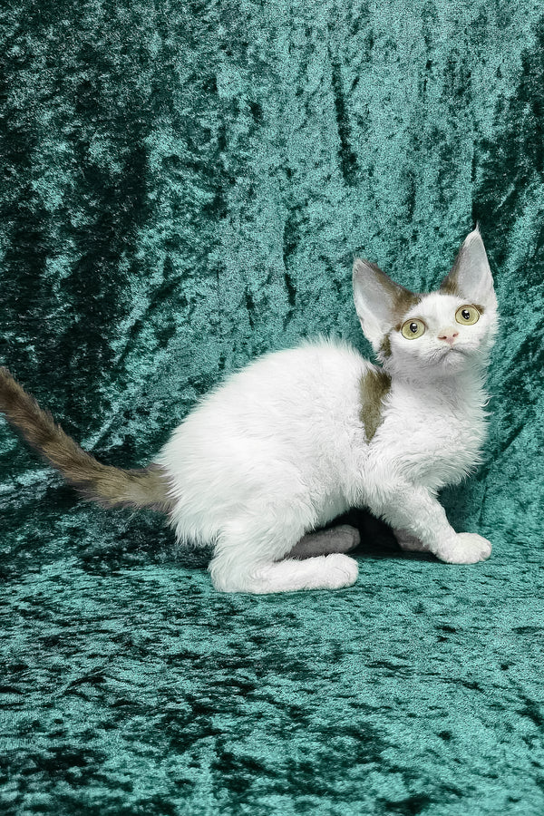 Caitlin | Devon Rex Kitten