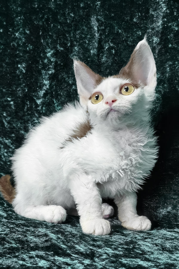 Caitlin | Devon Rex Kitten