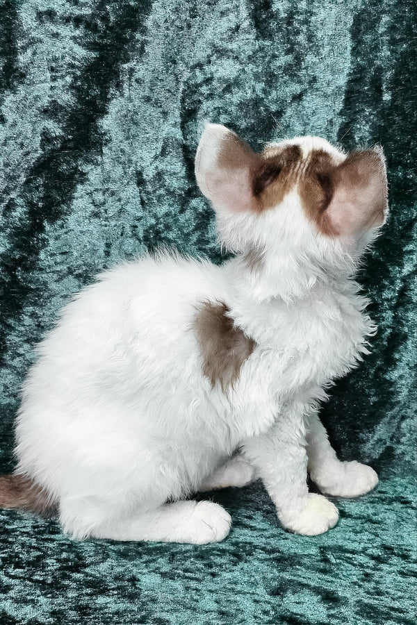 Caitlin | Devon Rex Kitten