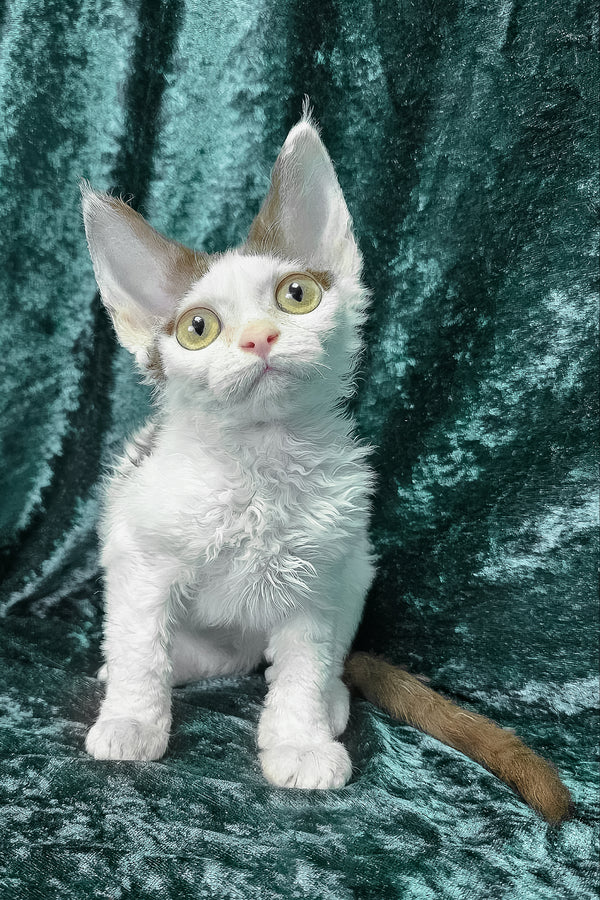 Caitlin | Devon Rex Kitten