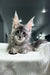 Cameron | Maine Coon Kitten