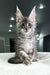 Cameron | Maine Coon Kitten