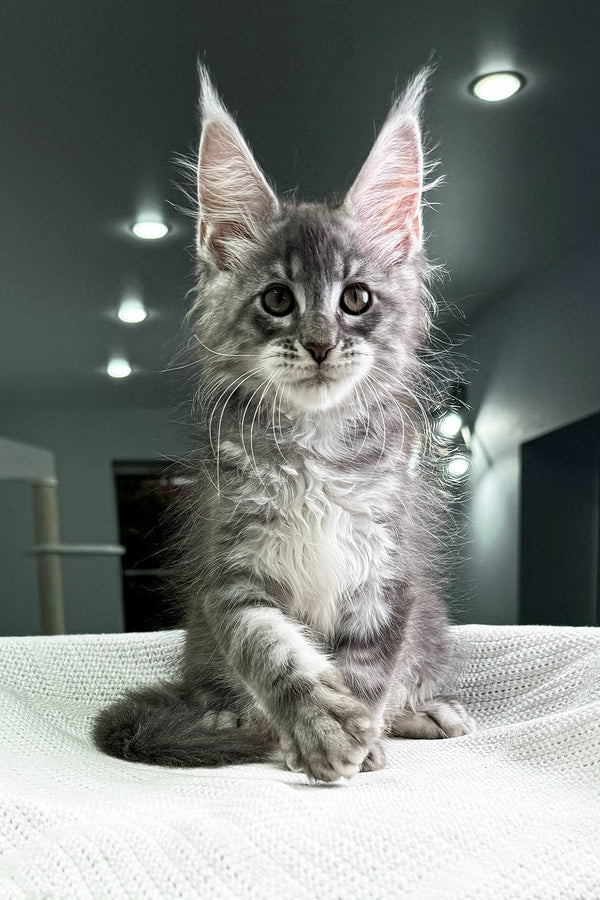 Cameron | Maine Coon Kitten