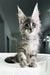 Cameron | Maine Coon Kitten