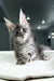 Cameron | Maine Coon Kitten