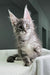 Cameron | Maine Coon Kitten