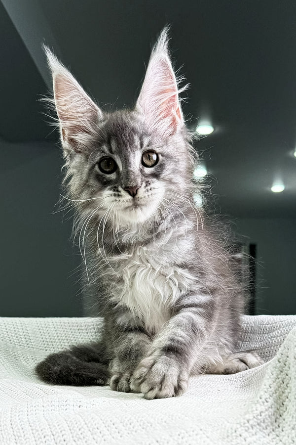 Cameron | Maine Coon Kitten