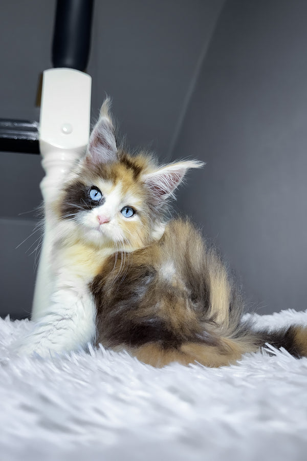 Candy | Maine Coon Kitten