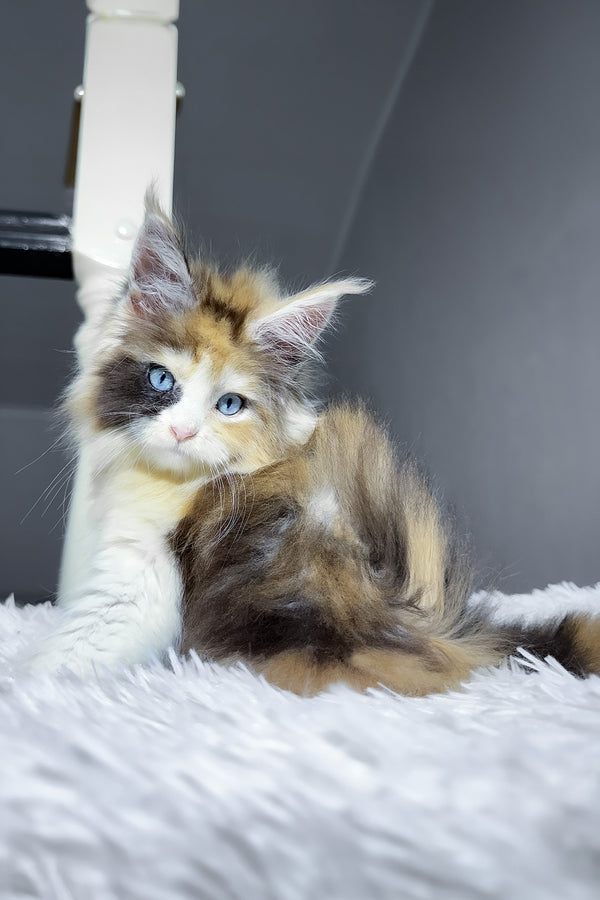 Candy | Maine Coon Kitten