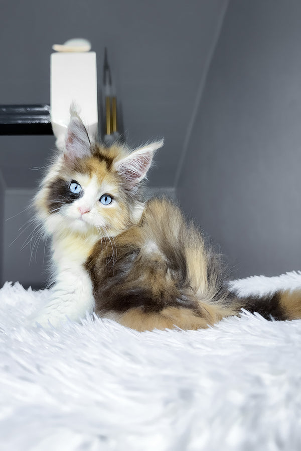 Candy | Maine Coon Kitten
