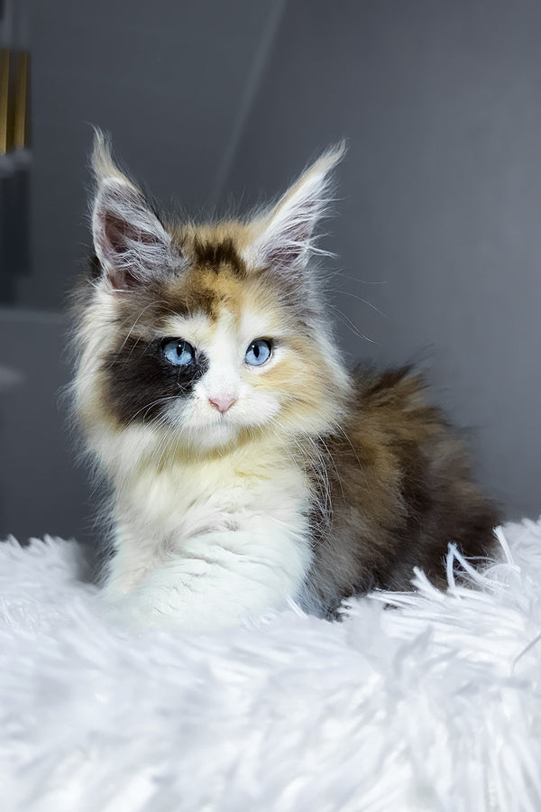 Candy | Maine Coon Kitten