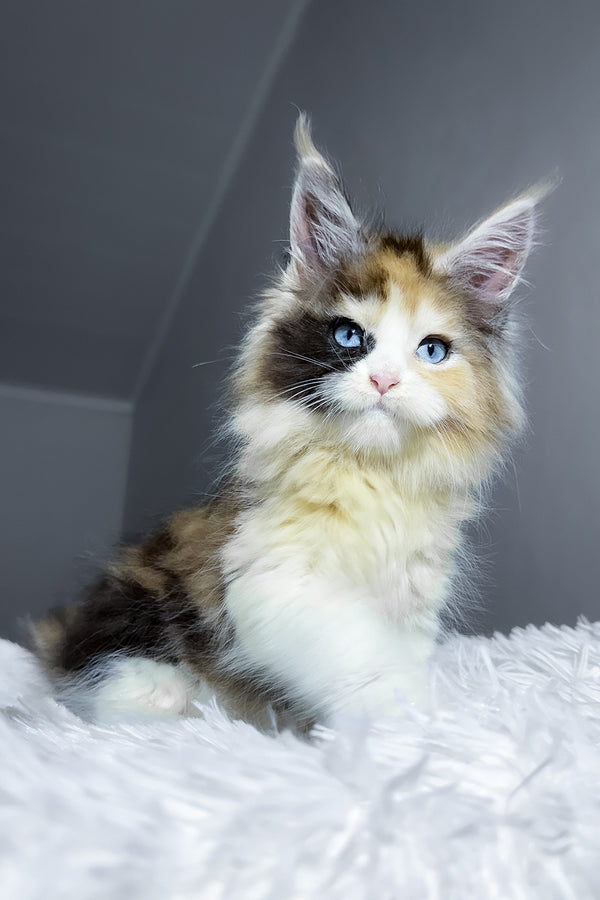 Candy | Maine Coon Kitten