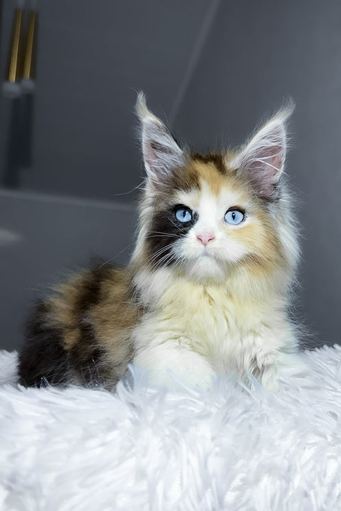 Candy | Maine Coon Kitten
