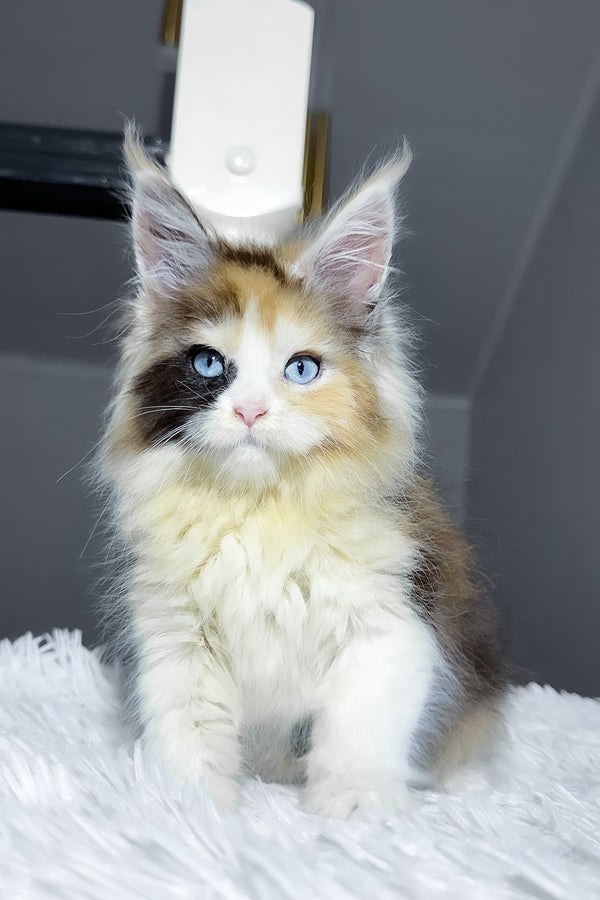 Candy | Maine Coon Kitten