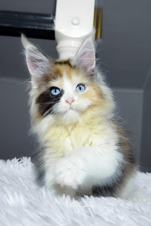 Candy | Maine Coon Kitten