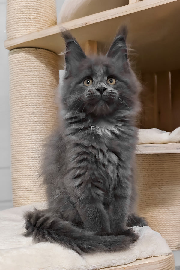 Carolina | Maine Coon Kitten