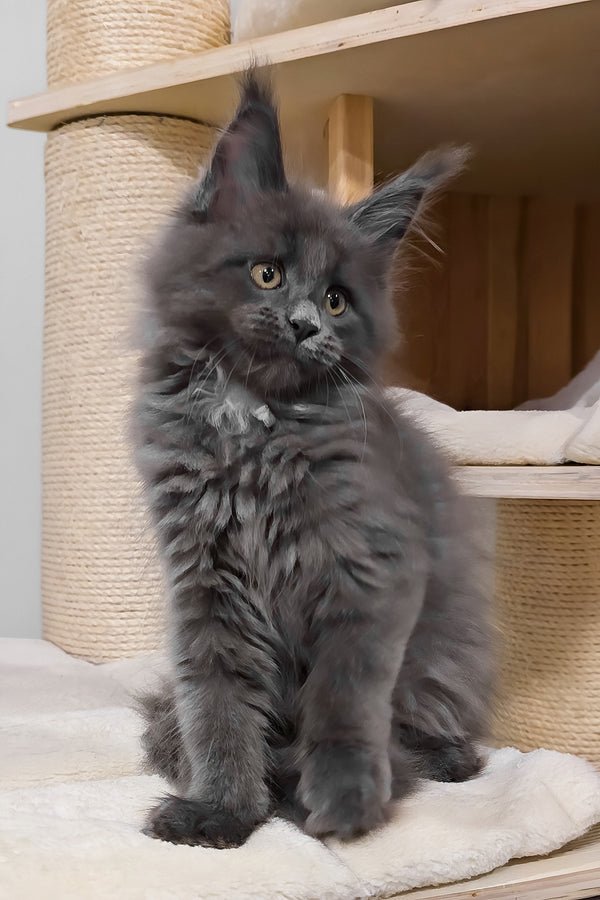 Carolina | Maine Coon Kitten