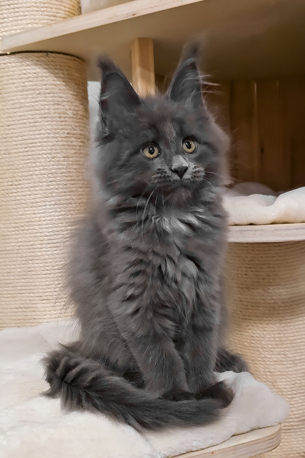 Carolina | Maine Coon Kitten