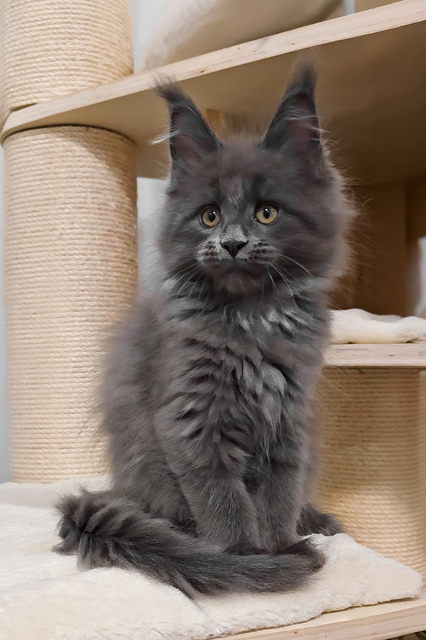 Carolina | Maine Coon Kitten