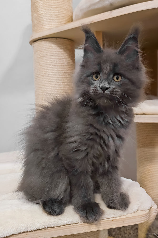 Carolina | Maine Coon Kitten