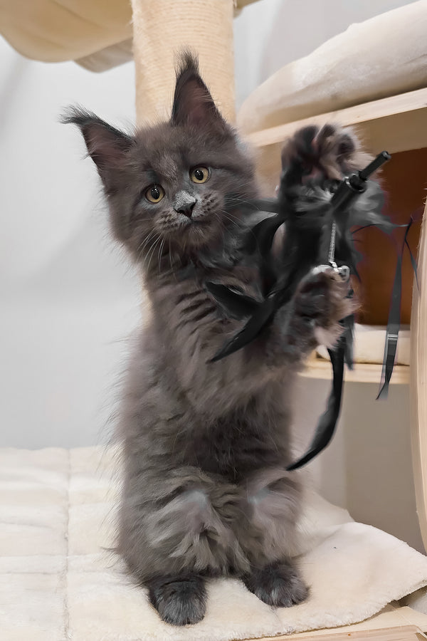 Carolina | Maine Coon Kitten