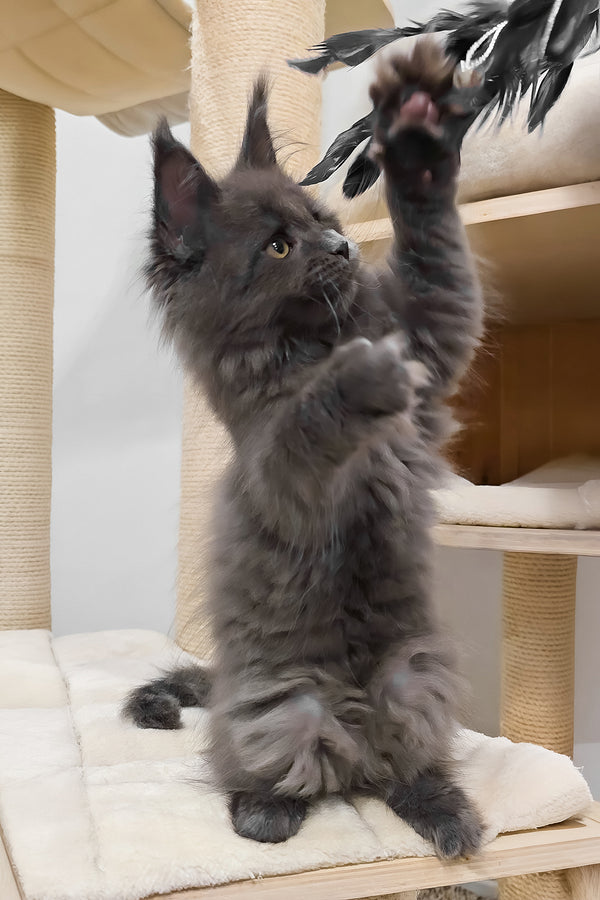 Carolina | Maine Coon Kitten