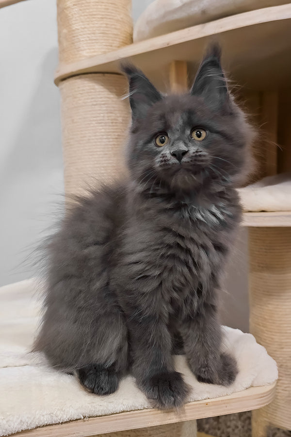 Carolina | Maine Coon Kitten