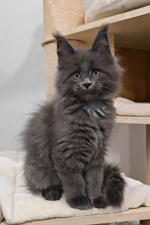 Carolina | Maine Coon Kitten