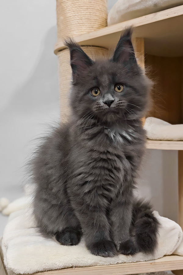 Carolina | Maine Coon Kitten