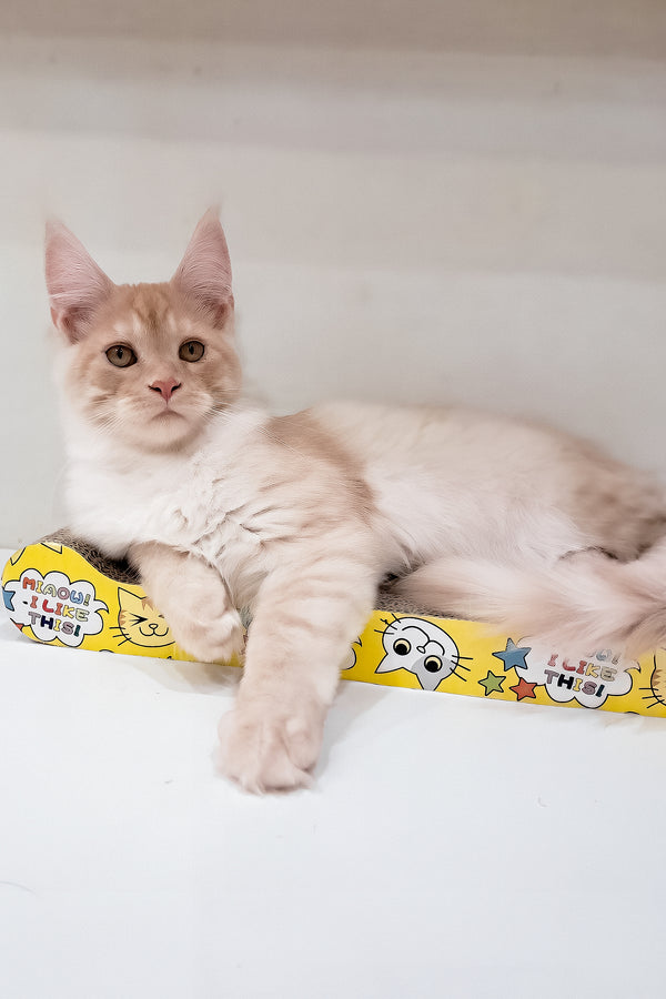 Chris | Maine Coon Kitten